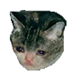 :crying_cat_3: