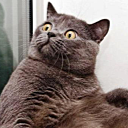 :cat_surprised_left: