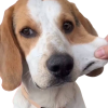 :beagle07:
