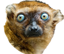 :xf_lemur:
