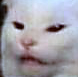 :cat_what: