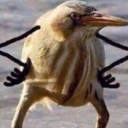 :pajara: