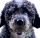 :perseo: