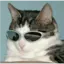 :cat_sunglasses: