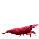 :shrimp2: