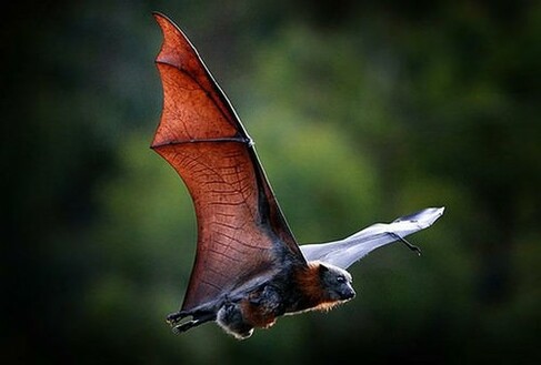 a really pretty flying bat