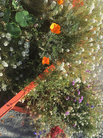 Raised garden with golden poppies and little white, purple, and red flowers