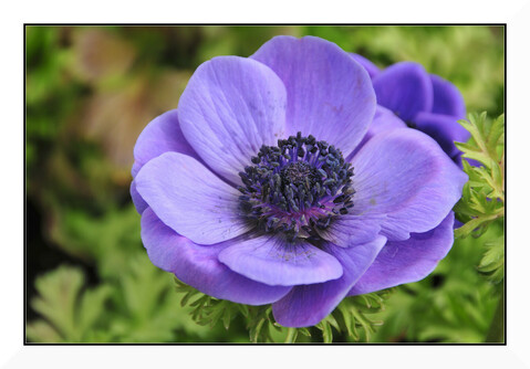 A, purple or violet, Anemone against a defocussed background of green foliage. Taken in natural light and framed.