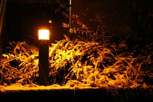 Schnee auf Gehölzen