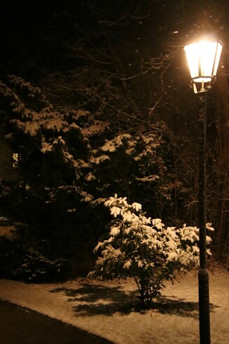 Schnee auf Gehölzen