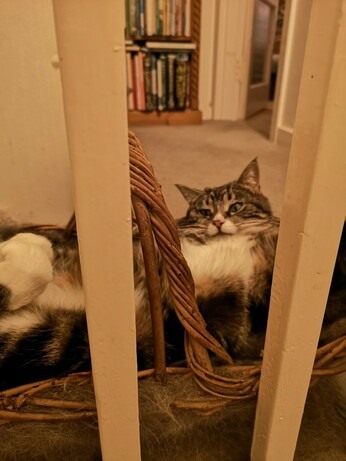 A Tabby cat looking very relaxed in a basket behind a banister.