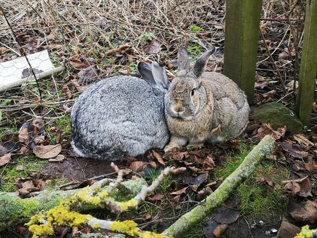 Grey and brown rabbits, brown male faces the camera.