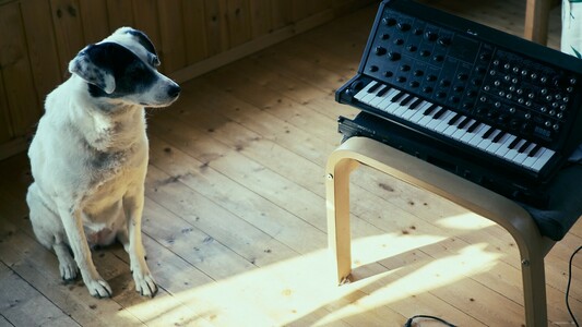 Picture of my dog Buba K. sitting in front of one of my synthesizers and looking at it.
