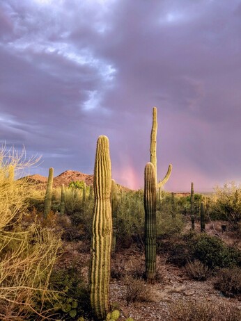 Saguaro cactus with a monsoon storm and rainbow at sunset.