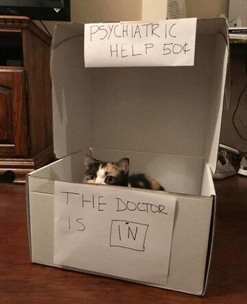 a cat sitting in a box with hand written signs on it saying "psychiatric help 50 cents, the doctor is in"