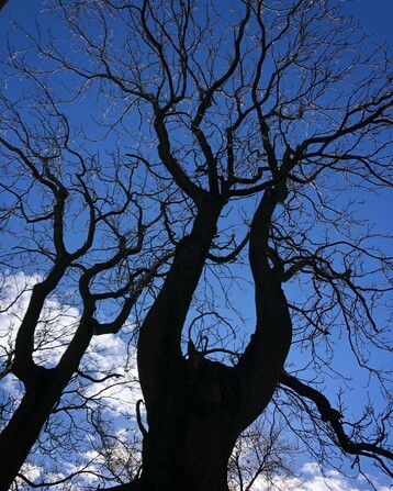 Cobalt blue sky as seen through bare tree branches, looking skyward.