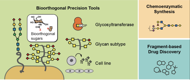 Overview over the work done at the Chemical Glycobiology Lab at the Francis Crick Institute