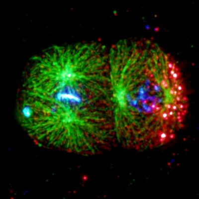 C. elegans embryo at the 2-cell stage, going to the 4-cell stage. Microtubules are in green, DNA in blue and P-granules in red. The cell on the right is dividing asymmetrically, one can see the P-granules segregated to the posterior (right).