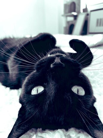 Mini panther on her back paws up, eyes looking back at camera