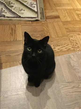 A photograph of a black cat looking up at the camera as if asking for something.