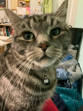 Grey tabby cat looking forlornly at the camera