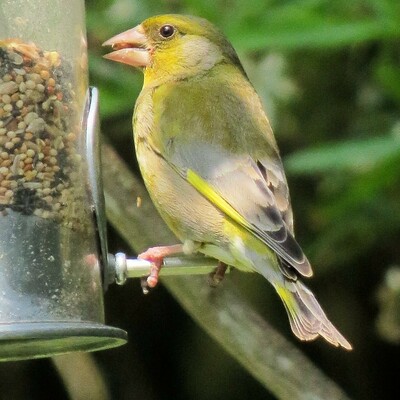 Image of Greenfinch on my garden birdfeeder