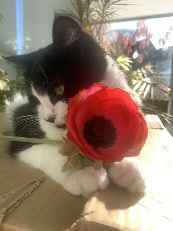 Cat with large poppy
