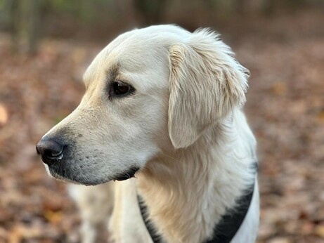 seitenansicht wilma - golden retriever