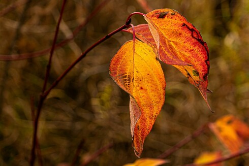 Dogwood leaves. Brilliant yellow with red tinges.