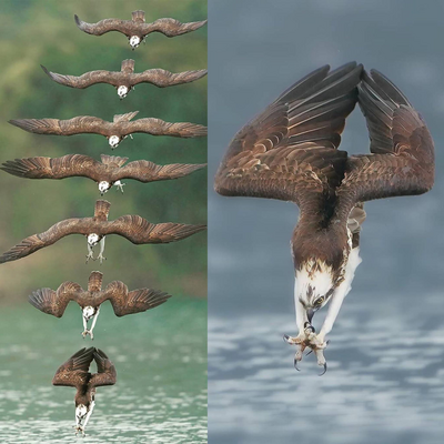 Osprey Shown as it dives into the water