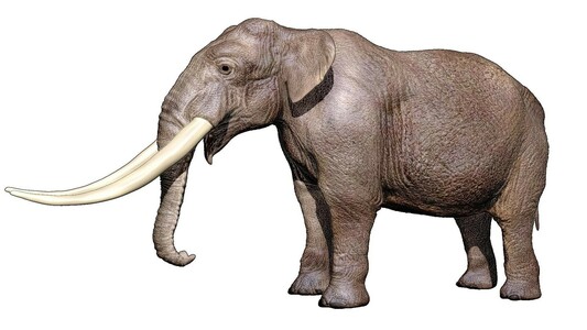 3d model of Mammut americanum, the mastodont.