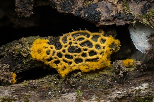 A bright yellow-orange slime mold on a piece of old wood. The slime mold forms loops with its body and tiny mushroom like fruiting bodies sprout from it like fur