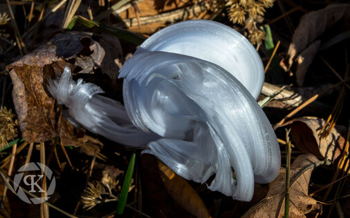 Frost flower. Thin layers of ice curl into arcs as the result of water freezing from ruptured plant stems. The delicate, white ice is sitting on top of a bed of brown leaves and grass.