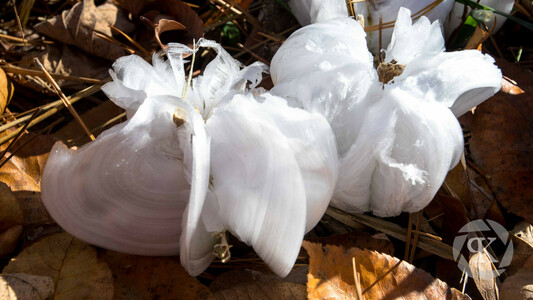 Frost flowers. Thin layers of ice curl into arcs as the result of water freezing from ruptured plant stems. Shaped like flower petals, the delicate, white ice is sitting on top of a bed of brown leaves and pine needles.