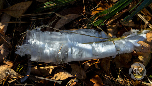 Frost flower. Thin layers of ice curl into arcs as the result of water freezing from ruptured plant stems. The long delicate, white ice is sitting on top of a bed of brown leaves and grass.