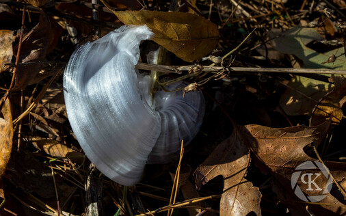 Frost flower. Thin layers of ice curl into arcs as the result of water freezing from ruptured plant stems. The delicate, white ice is sitting on top of a bed of brown leaves, pine needles, and twigs.