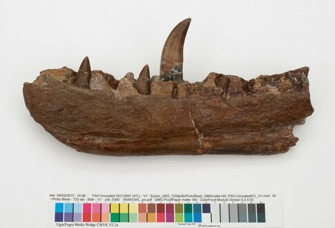 A photo of the megalosaurus jaw