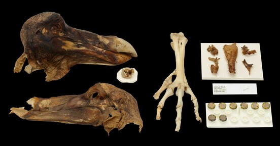 The only soft tissue remains of a dodo known in the world