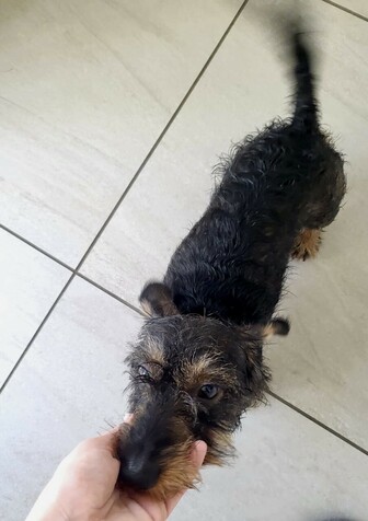 Wired hair miniature dachshund