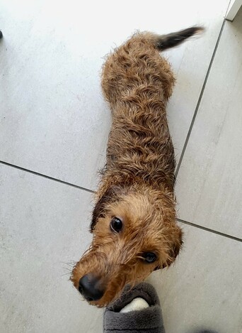 Wired hair miniature dachshund