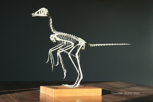 Photo of my Archaeopteryx skeleton model.