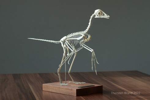 Photo of my Archaeopteryx skeleton model.