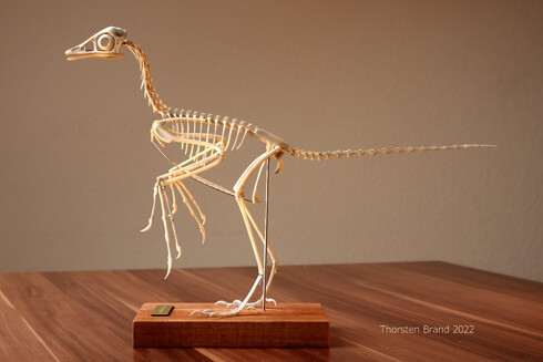 Photo of my Archaeopteryx skeleton model.