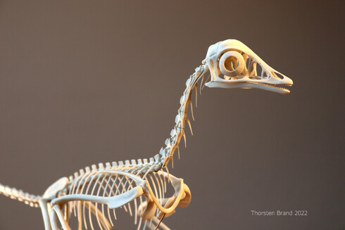 Photo of my Archaeopteryx skeleton model.