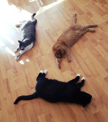 A photo from above of three cats sprawled on a wooden floor. There is a ginger one, a tabby one and a black and white tuxedo one. They all look pretty boneless and like someone had scattered them across the floor they'd contentedly just stayed there. There is sunlight dappling across part of the floor.