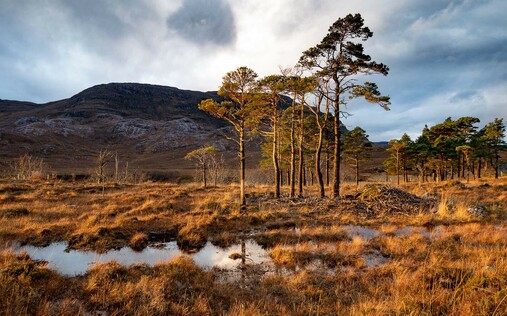Caledonian Pines.