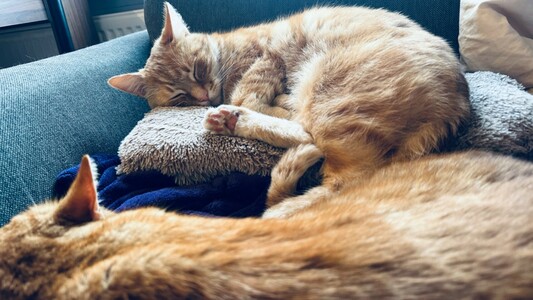 George and Washy sleeping