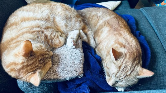 Washy (left) and George (right)