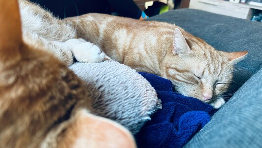 Sleepy cats