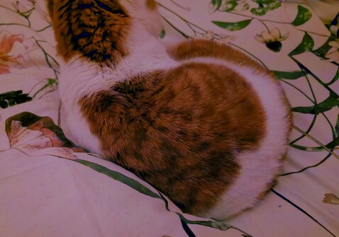 A red and white cat, seen on the back, where the red part of its fur is shaped as a heart